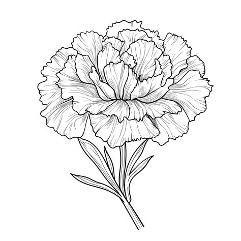 Carnation Flower Drawing