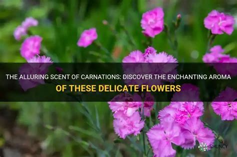 Carnation Flower Smell