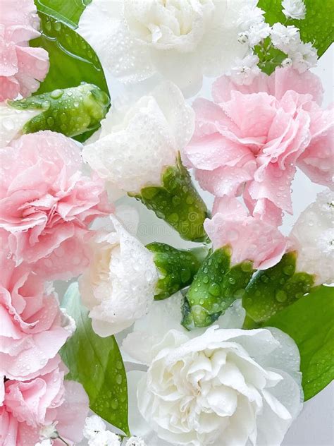 Carnation Flower Water