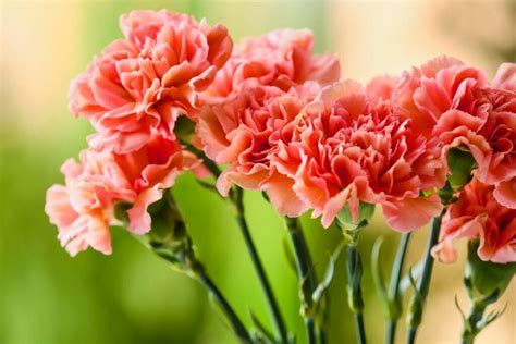 Carnation Flowers Fragrant