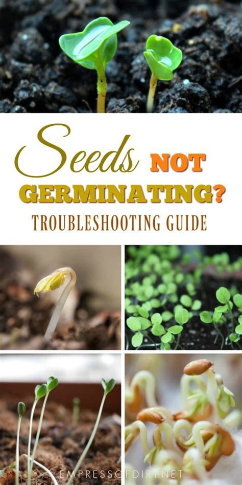 Carnation Seeds Not Germinating