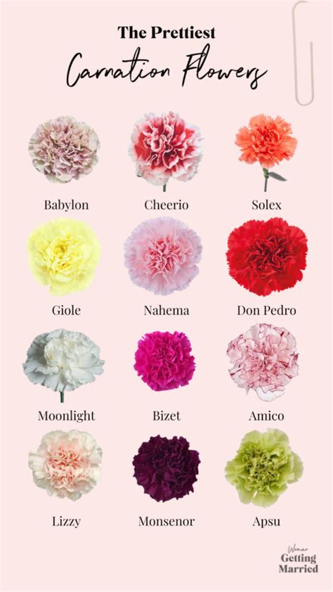 Carnation Type Meaning