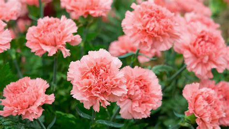 Carnation Word Meaning