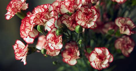 Carnations And Primroses