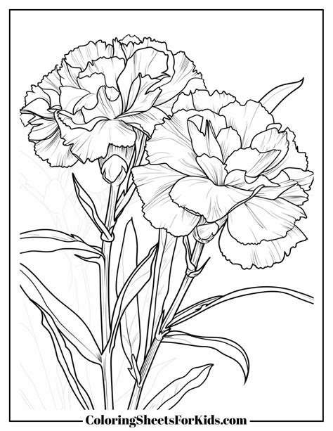 Carnations Coloring Pages Simple
