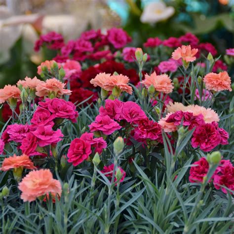 Carnations Dianthus