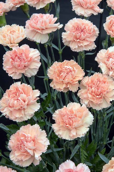 Carnations Flowers Care
