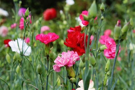 Carnations Growing Zones