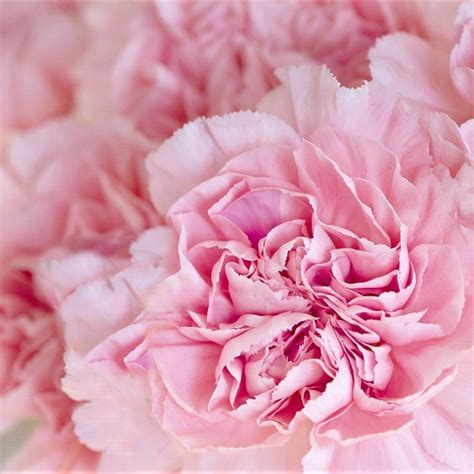 Carnations Light Pink