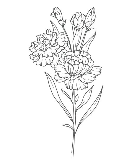 Carnations Outline