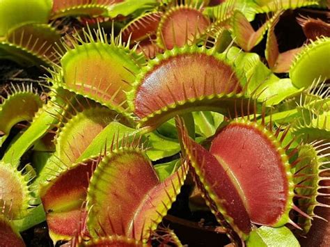 Carnivorous Plant Soil: The Ultimate Guide