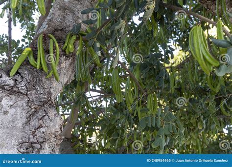 Carob Tree Beans