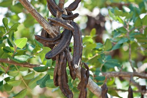 Carob Tree Disadvantages