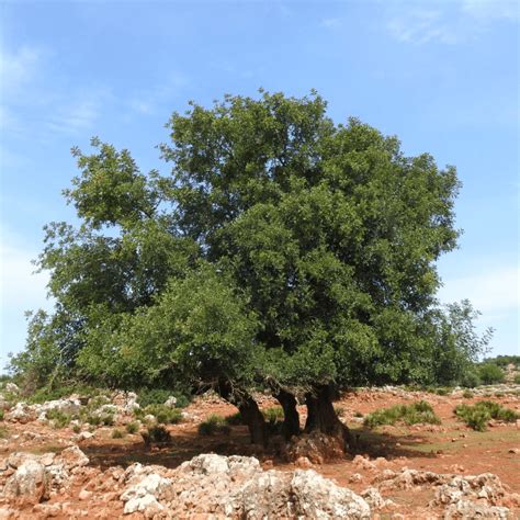 Carob Tree Ka Matlab