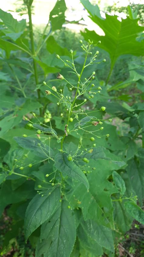 Carpenter's Square Wiki