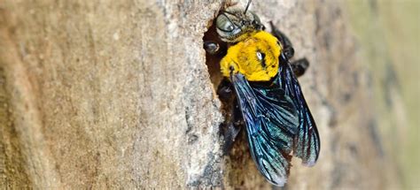 Carpenter Bees Uk