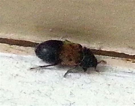 Carpet Beetle Michigan