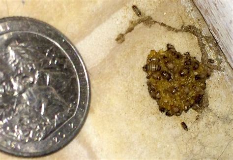 Carpet Beetle Nest