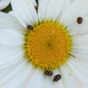 home.furnitureanddecorny.com:carpet beetle shasta daisy