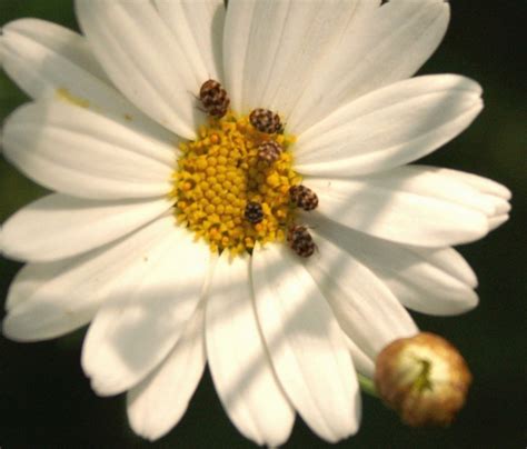 carpet beetle shasta daisy