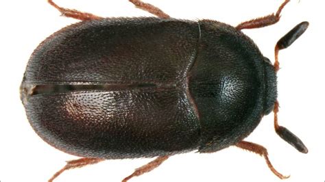 Carpet Beetle Youtube