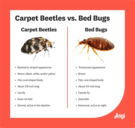 carpet beetles bites