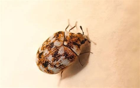 carpet beetles pa