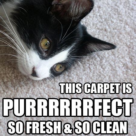 carpet cleaning meme pets