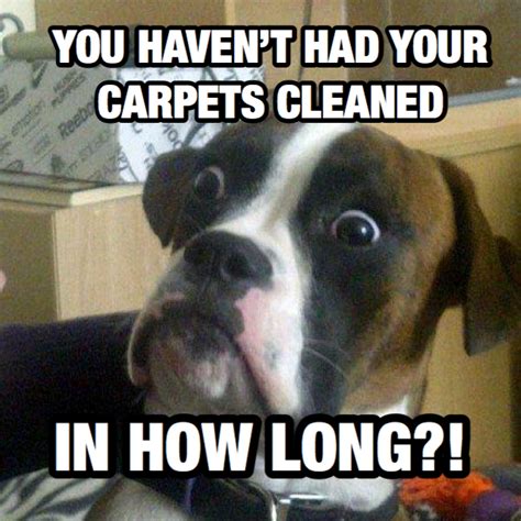 carpet cleaning meme pets