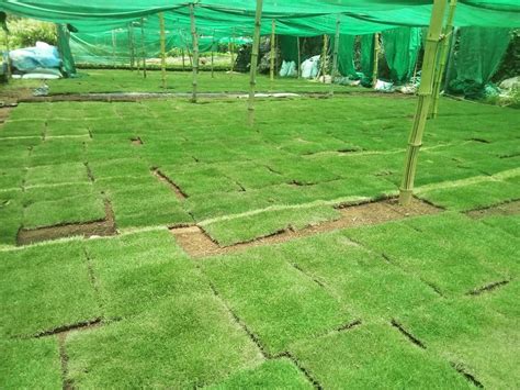 Carpet Grass Nursery