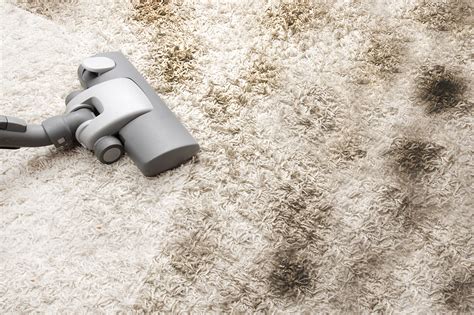 persianwildlife.us:carpet looks dirtier after vacuuming
