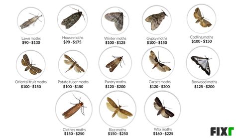 Carpet Moth Extermination