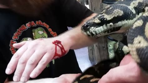 Carpet Python Bite