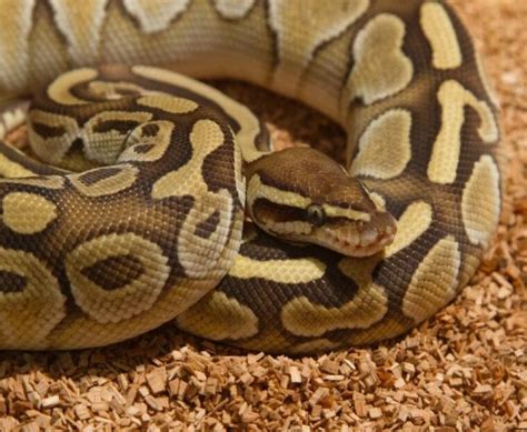 Carpet Python Care Information