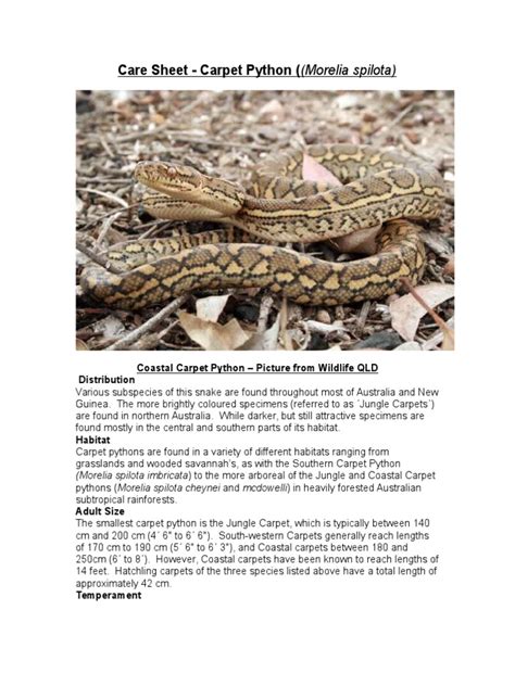 Carpet Python Care Sheet Australia