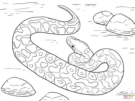 carpet python coloring pages