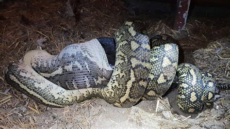 Carpet Python Eating