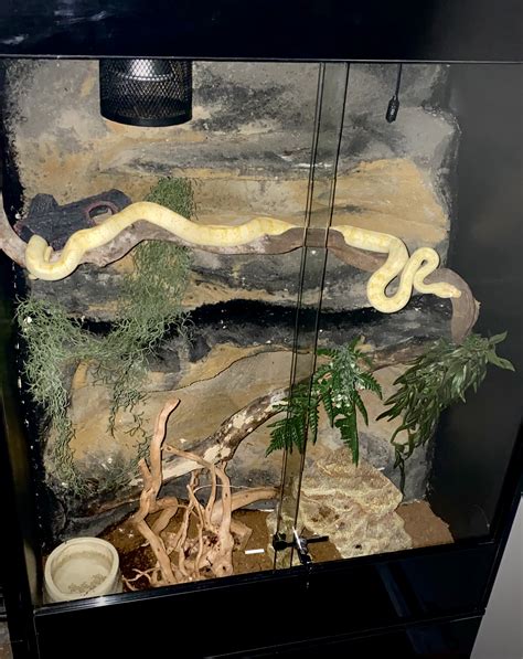 Carpet Python Enclosure