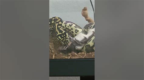 Carpet Python Feeding Youtube