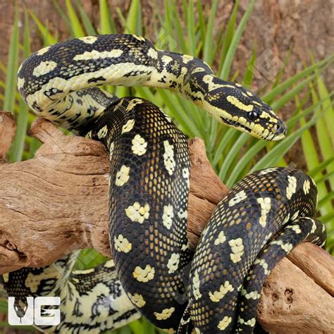 Carpet Python For Sale Perth