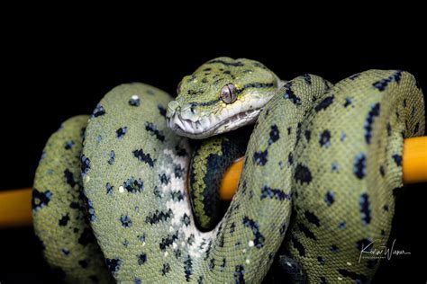 Carpet Python Green Tree Python Hybrid