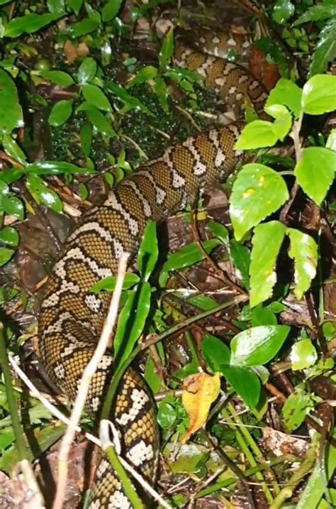 Carpet Python In Backyard