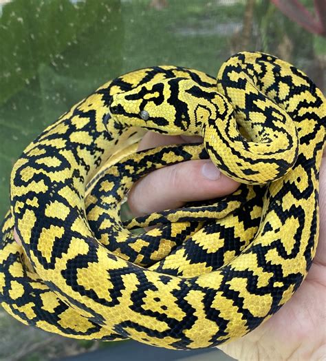 Carpet Python Morph
