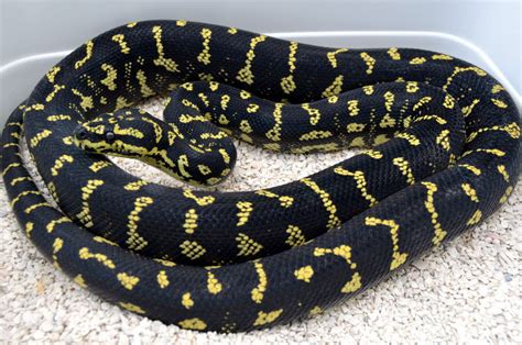 Carpet Python Morphs