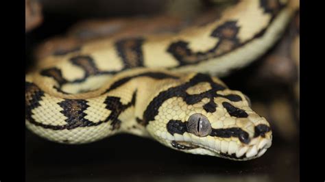 Carpet Python Neurological Problems