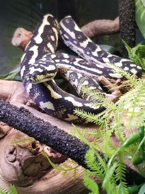 Carpet Python Reddit