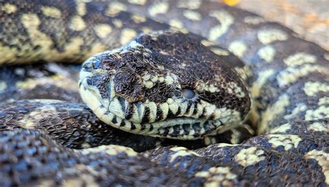 Carpet Python Respiratory Infection