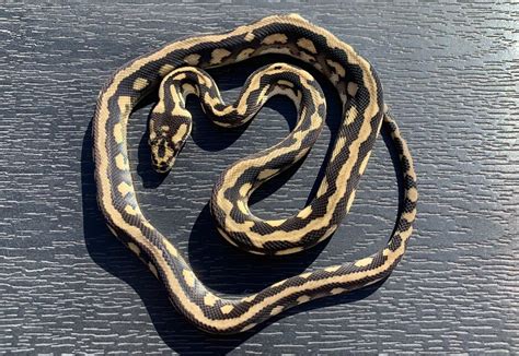 Carpet Python Weight Chart