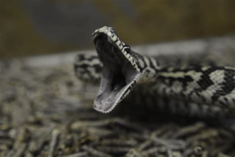 Carpet Python Yawn