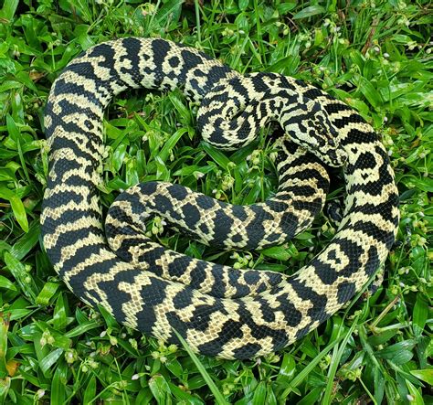 Carpet Python Zebra